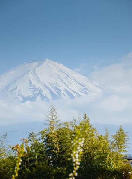 苏畅免费观看 苏畅青青草原但足以果腹海报