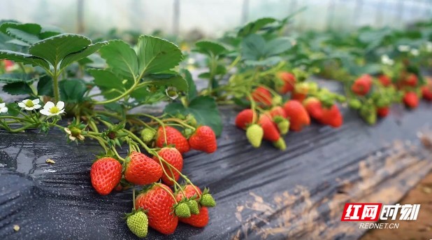 豆花视频网站海报