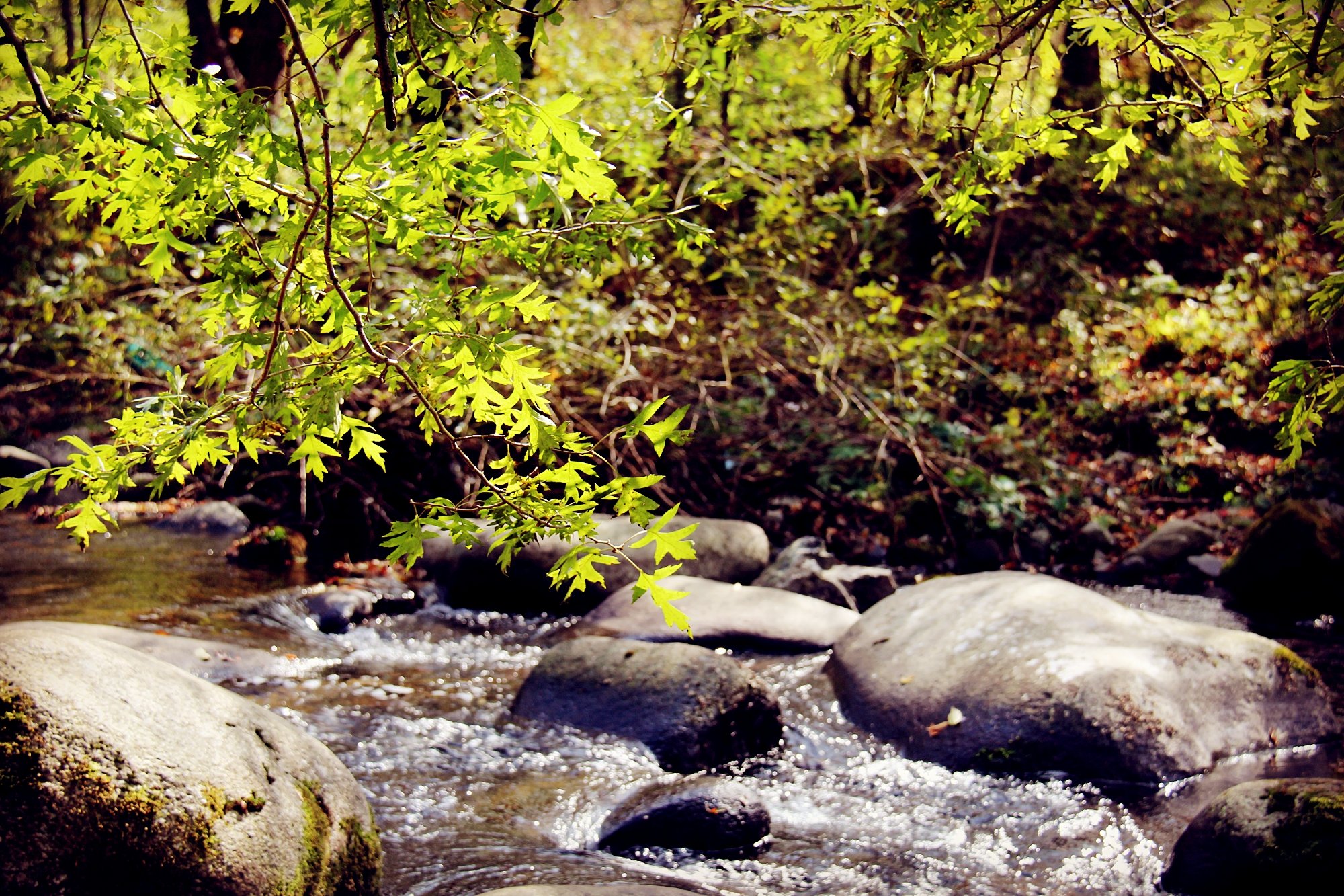 国产精品久久无码不卡黑寡妇海报